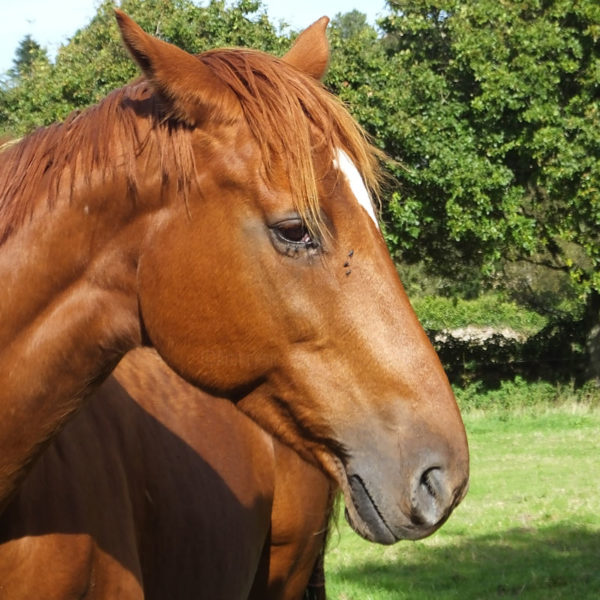 Cheval N°7